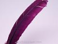 Feather color - Purple